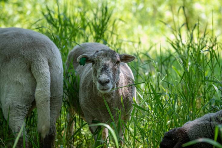 Evening, one of the five seasonal landscaping sheep brought in to help control invasive species, pauses for a photo in Hammock Grove. “We decided against goats because the area where we were proposing this experiment was essentially a young urban forest with lots of young woody plants, which is what goats prefer,” says Pettis. Sheep, on the other hand, love soft vegetation, like mugwort and phragmites. Photograph by Julienne Schaer.