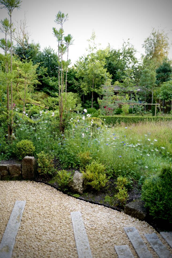 &#8\2\20;We recently built a new office extending out into the garden, so this view is only one year old, using one of my favourite trees, Cryptomeria japonica, pruned in the Daisugi style (you can learn about them in our upcoming Niwaki Field Report). They need a year or two to adjust to their new home, the box on the bank needs to settle in and fill out (newly planted box often looks poorly for the first year), but a pick and mix of seeds from Sarah Raven makes it all look nice.