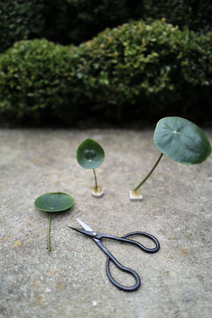 Improvised Ikebana using pilea leaves.