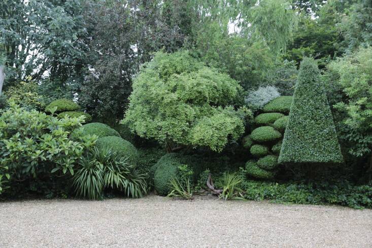 My mother’s old garden, with clipped Phillyrea, Rhamnus, bay laurel and boxwood, sitting with Eleagnus, Eriobotrya and yucca. &#8\2\20;She planted, I pruned and shaped over \20 years,&#8\2\2\1; he shares.