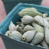 Milkweed Pods: A Native Summer Vegetable to Grow, Cook, and Eat