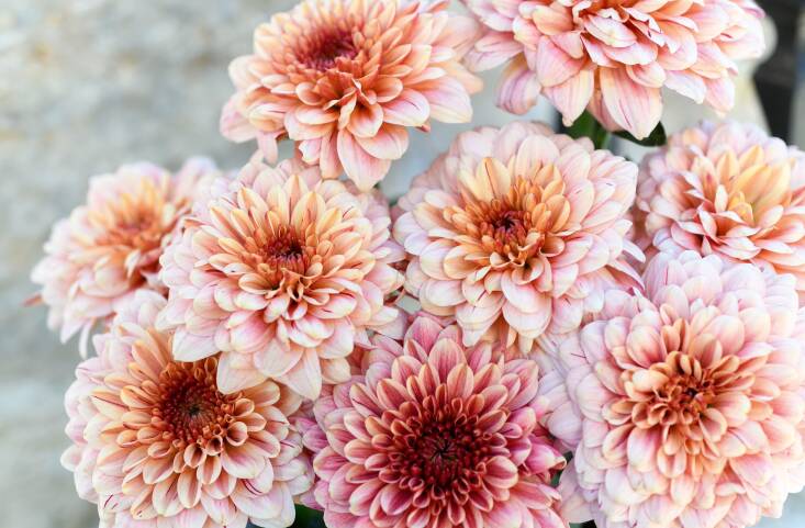 Slade says she was excited to discover the PIP series of commercially-grown chrysanthemums, including &#8216;PIP Salmon, above. “Its creamy apricot blooms have a deeper caramel stripe,” Slade writes, “The lightly brushed streaks add detail without being fussy, and impart a gentle texture that helps the flower blend with other components of a bouquet.”