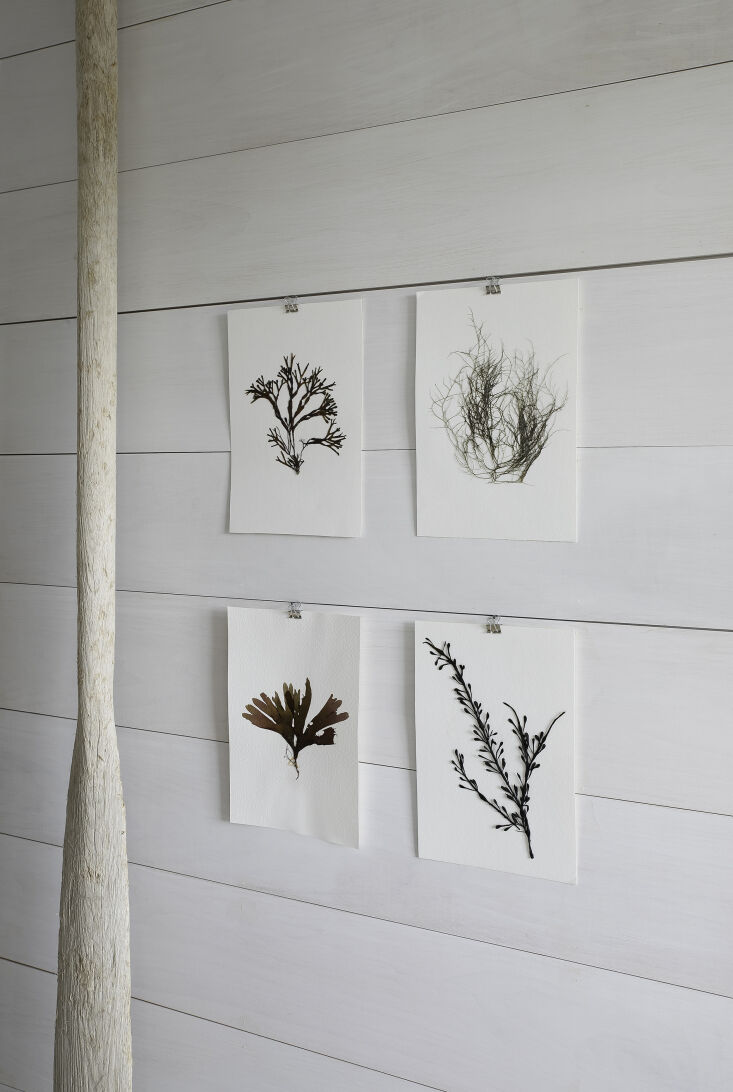 Photograph by Justine Hand for Remodelista in Maine, from Souvenirs of Summer: DIY Pressed Seaweed Prints.