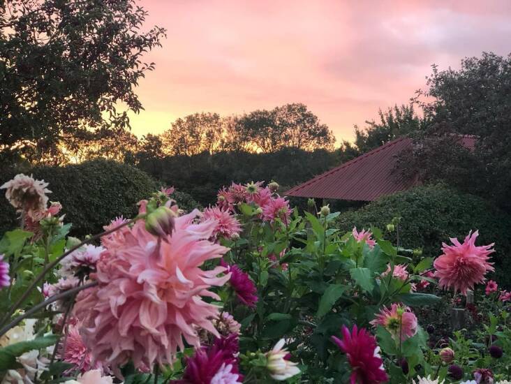 Dahlias at sunset at Perch Hill.