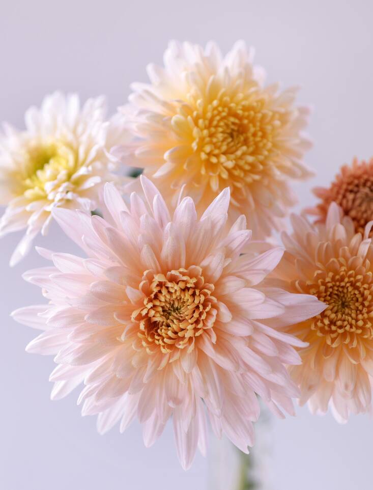  If what you want is a chrysanthemum that thinks it’s a dahlia, Slade says to look no further than &#8\2\16;Sweetheart Pink&#8\2\17;. “The flowers are fairly substantial for a hardy chrysanthemum and if florist–growers can get hold of it, the long blooming time makes it a must-have,” Slade writes.