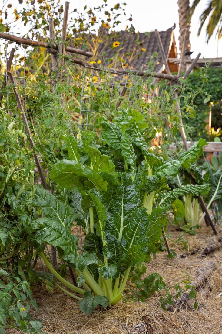 Prolific Swiss chard thanks to Lawrence and his abundant soil prep.