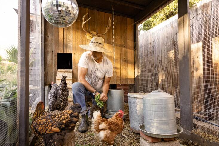 Lawrence feeding the chickens in the homemade coop, complete with a festive disco ball.