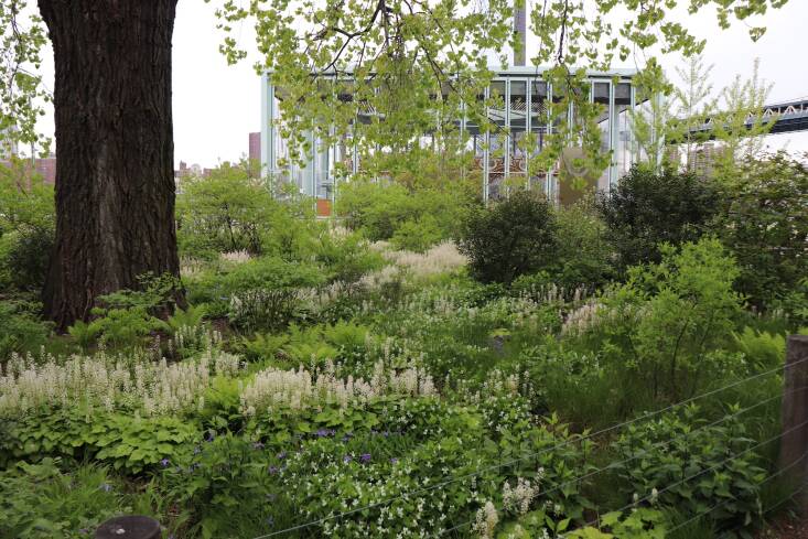  Tiarella cordifolia and Viola sororia, both native plants, at the Brooklyn Bridge Park, where Rebecca spent a decade as Director of Horticulture. Photograph by Rebecca McMackin.