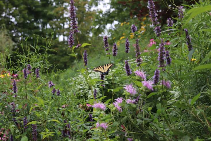 In her dad&#8\2\17;s Connecticut garden, Monarda fistulosa, Agastache &#8\2\16;Black Adder&#8\2\17;, and Pycnanthemum muricum in bloom. Photograph by Rebecca McMackin.