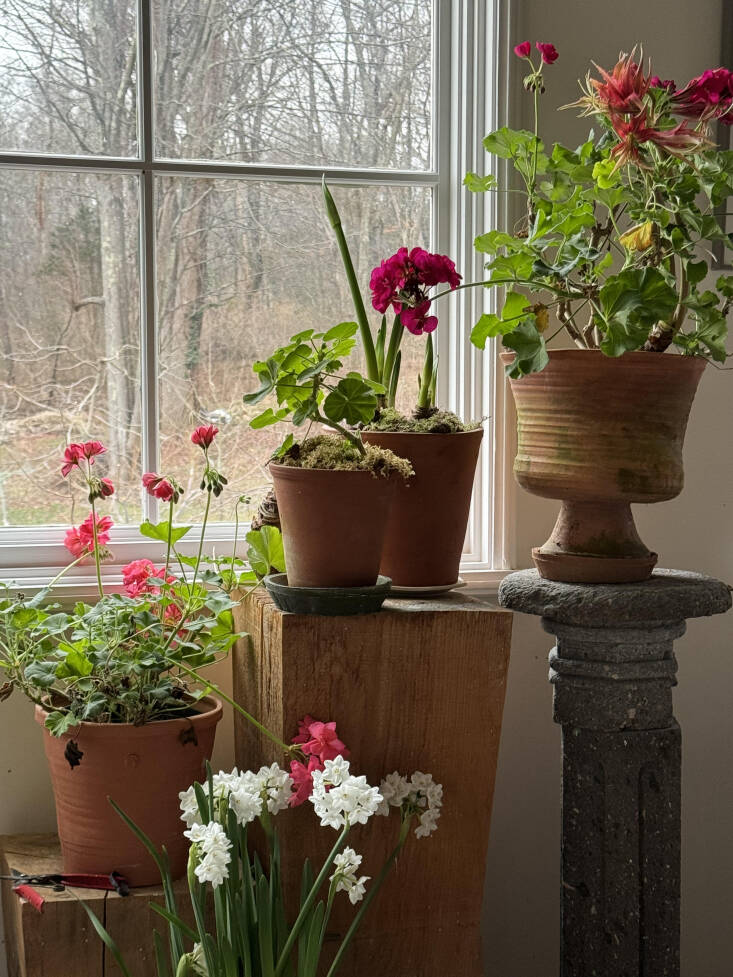 A few of Frances&#8\2\17; potted pelargoniums overwintering indoors.