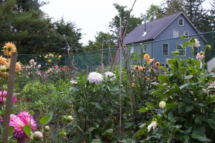 Frances&#8\2\17; famous tennis court garden. See Steal This Look: An Old Tennis Court Turned Kitchen Garden for more photos of its ebullient raised beds.