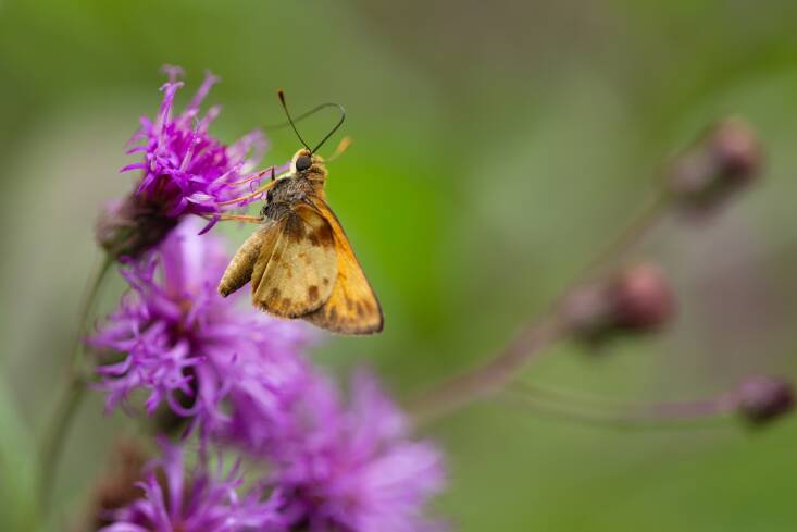 In the summer, Ironweed (Vernonia noveboracensis) attracts butterflies, like this skipper. In the fall, birds will feast on its seeds. “We see huge improvements in the ability of gardens to support wildlife and pollinators in a landscape that is at least 70 percent composed of natives. That number allows me to have, say, Itoh peonies, while I add nitrogen fixing native honey locusts or red buds in my yard,” says Johnson. “I can have the benefit of all these native plant species, which are supporting our native fauna and the region’s ecological processes, and also get all the showiness that I want from a landscape.” Photograph by Uli Lorimer.