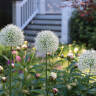 Bulb Season: 14 Reasons to Plant Alliums Now