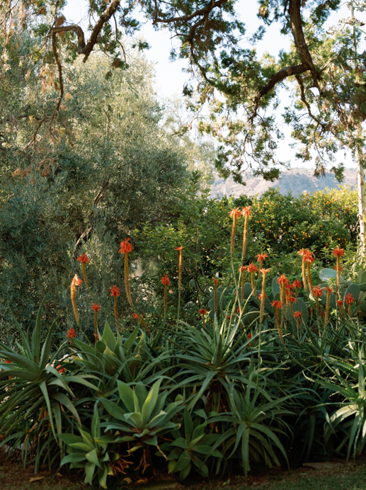 Aloe arborescens in his garden. Photograph by Patrick Bernatz Ward.