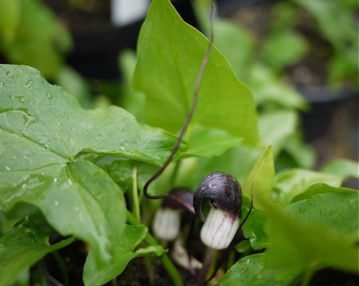 Arisarum proboscideum (mouse plant) is €7.50 at Mount Venus Nursery.