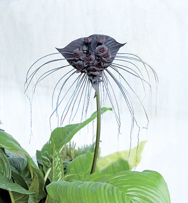 The Black Bat Flower is \$40 for the 4-inch pot size at Logee&#8\2\17;s.