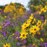 Fall Flowers: 16 Annuals and Perennials That Are Not Chrysanthemums