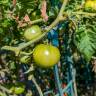 Fall Gardening 101: How to Ripen Green Tomatoes Off the Vine