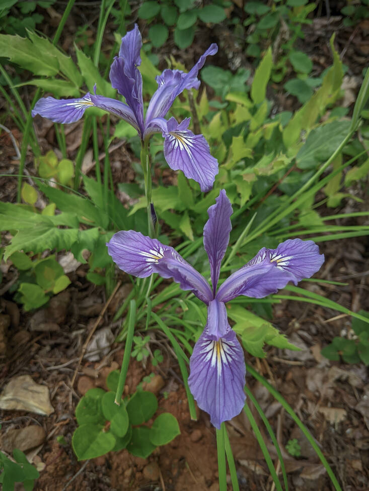 Iris tenax, spotted in Camas, WA. Photograph by Brett Whaley via Flickr.