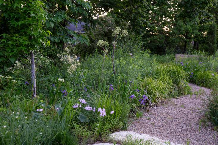  Above: In the “valley” of Norris’s own Three Oaks garden, an homage to wet ditch flora features ‘Purple Flame’, a selection of I. versicolor from Mt. Cuba Center.