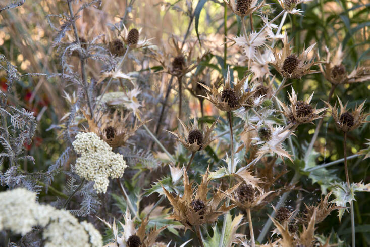 The grasses are Miscanthus sinensis &#8\2\20;Hermann Müssel&#8\2\2\1;. Yarrow planted here was Achillea &#8\2\20;Mondpagode&#8\2\2\1; but only lived a couple years due to the heavy clay soil. It&#8\2\17;s since been replaced with Sanguisorba officinalis &#8\2\20;Red Thunder.&#8\2\2\1;