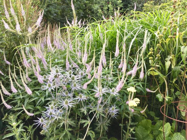 Standout plantings with pink Veronicastrum virginicum &#8\2\20;Lavendelturm&#8\2\2\1; and Eryngium bourgatii &#8\2\20;Sea Holly.&#8\2\2\1;