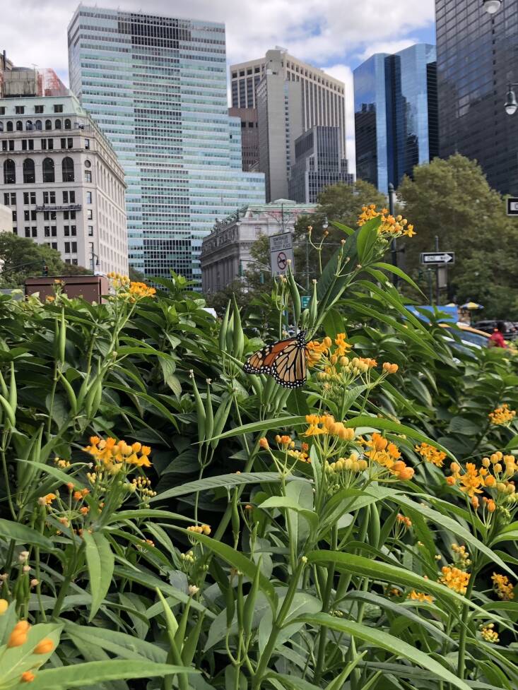  Above: In lower Manhattan, a monarch sips nectar from butterfly weed (Asclepias tuberosa). This native plant, which is integral to the monarch’s survival, was voted New York City’s favorite wildflower last year. Anzelone and others are now trying to make this an official designation by getting Resolution #0448, sponsored by City Councilmember Erik Bottcher, passed. New York City residents can call and write to voice their support.