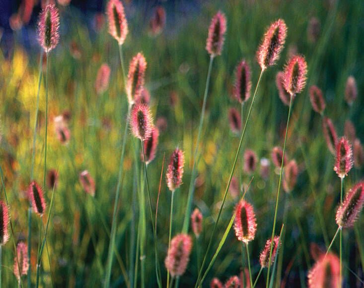 Red Bunny Tails Fountain Grass is \$\24.99 for a 5-gallon pot at PlantClearance.com.