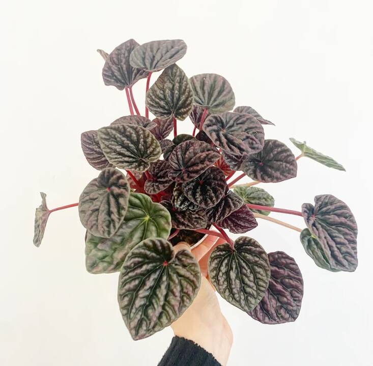 Peperomia &#8\2\16;Red Luna&#8\2\17; is \$\16 at Plant Lady SF.