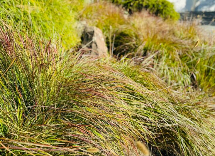 Tinges of red on the grass. Photograph by Kier Holmes.