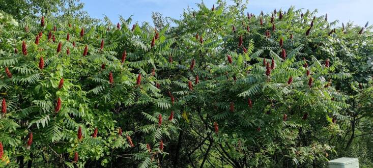 Tama likes to forage staghorn sumac fruit to cook with. See her recipe for Sparkling Sumac Lemonade Recipe. Photograph by Tama Matsuoka Wong.