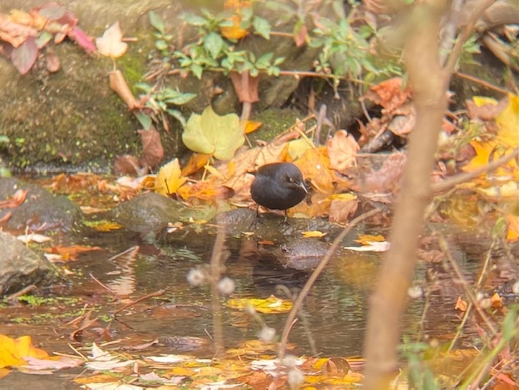 A Rusty Blackbird takes a splash in Central Park. Sadly, this bird&#8\2\17;s population has declined by 75 percent from \1966 to \20\19, according to the North American Breeding Bird Survey, due in part to mercury contamination and habitat loss. To address the global extinction crisis, the United Nations Convention on Biological Diversity, a multinational treaty, has been ratified by nearly all UN members, except the United States. Later this month, countries around the world will meet for CBD’s COP\16 in Colombia. Photograph by Eric Ozawa.