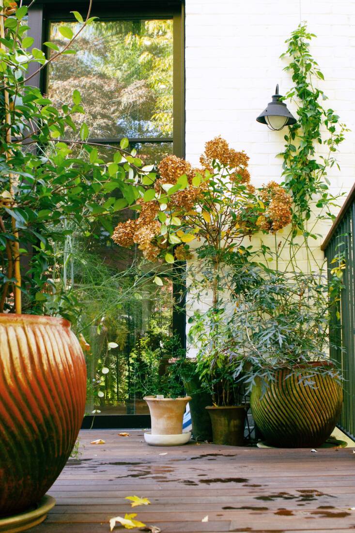  Above: A potted hydrangea continues the blush theme on the deck, while a climbing rose is being trained up the wall on a wire. Photograph courtesy of Verru Design.