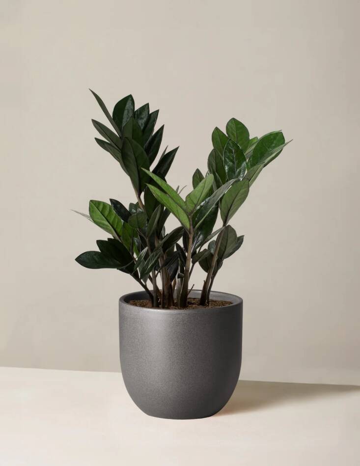 ZZ Plant &#8\2\16;Raven&#8\2\17; is \$74 for the medium size (includes pot) at The Sill.