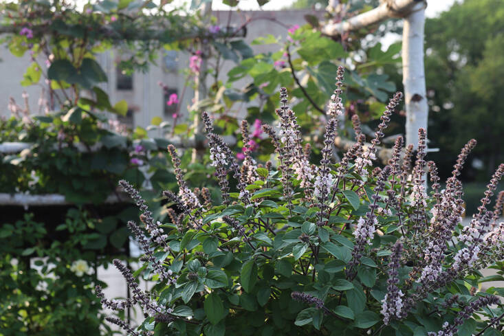 African blue basil on her terrace.