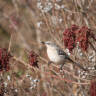 Help Birds in the Winter: 12 Tips for Food, Lodging, and Bird Safety