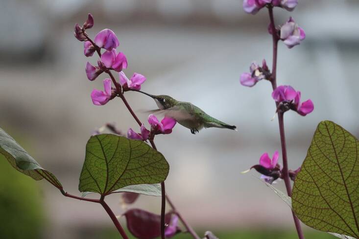 If you&#8\2\17;re not actively participating in your garden, you&#8\2\17;ll miss magical moments like this hummingbird visiting a lablab vine.