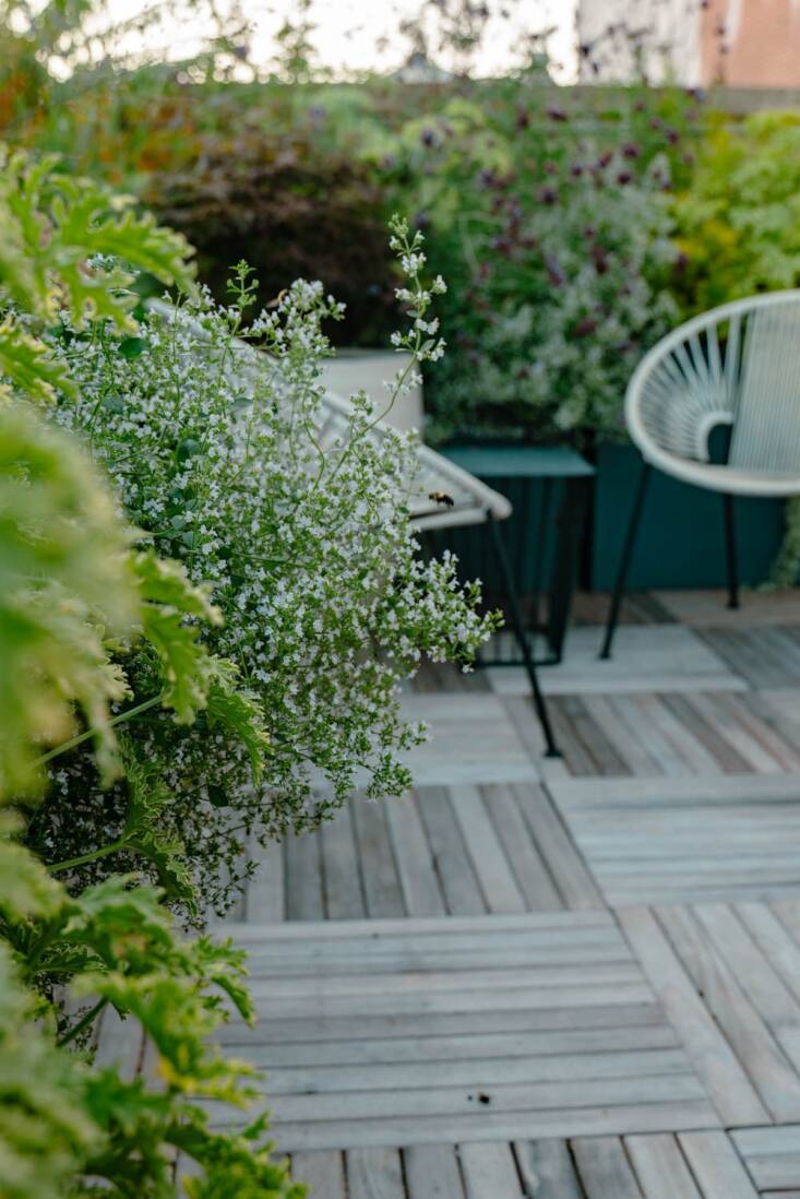 A cloud of blooming Calamintha nepeta on a patio lined with teak tiles.