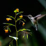 Jewelweed: An Annual to Lure Hummingbirds