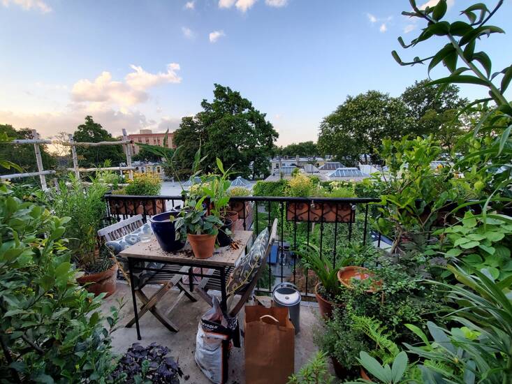 Marie has had several NYC gardens, her latest being her terrace garden in Windsor Terrace.