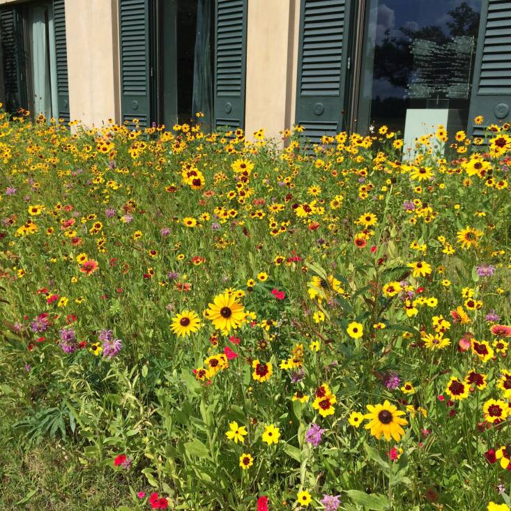 The Pollinator Garden flaunts a spectacular display of native wildflowers, including Rudbeckia, salvia, bee balm, Coreopsis grandiflora, Gaillardia pulchella, partridge pea. In addition to attracting butterflies and bees, it also lures beneficial insects to the landscape, which can help control pests. Photograph courtesy of Longue Vue.