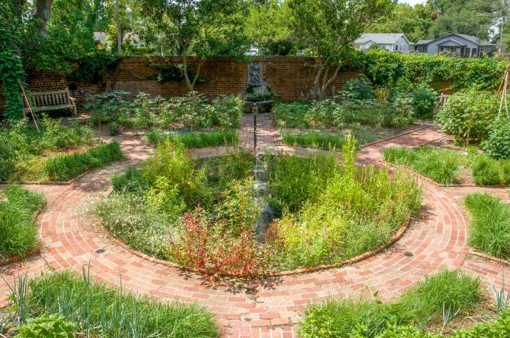 Benjamin scouts the Walled Garden, which contains an array of edible and medicinal plants like rosemary, anise hyssop, tulsi, celosia, okra, peppers, and hibiscus, weekly to look for pests. “This is where I often find a biological control like ladybugs or assassin beetles taking care of aphids,” says Benjamin. This garden also features Muscadine Grape vines, small fruiting Kumquat trees, and irises. 