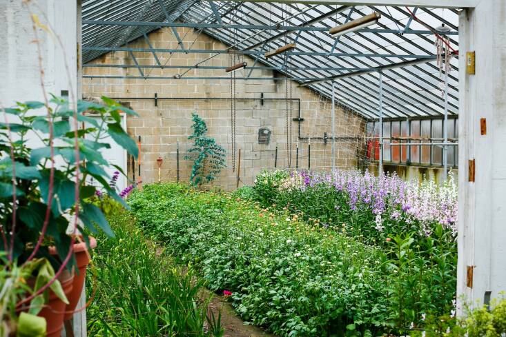 Springtime inside the historic glass house at Urban Buds. The restored growing space extends the season for early crops like ranunculus, delphinium, and stock, which are popular with local florists and designers. Photograph by Tiffany Marie Buckley.