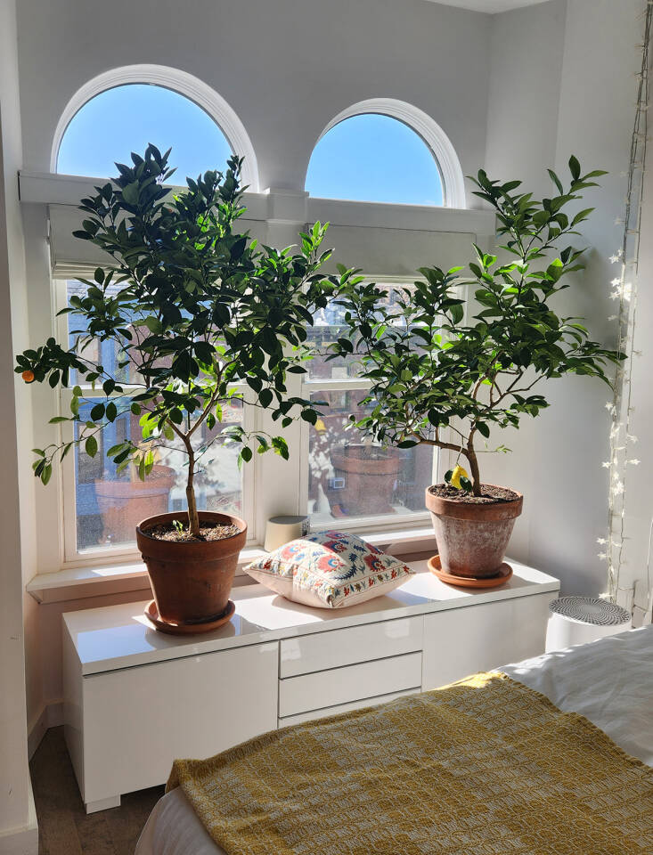 In November, Marie moves her beloved Thai lime trees indoors for the season. 