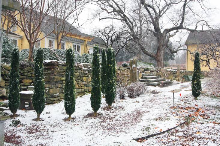 Buxus sempervirens ‘Graham Blandy’, seen above, is the most common columnar form of boxwood. (If deer are a problem, Leach notes it may be preferable to yew, as they find it unpalatable.)