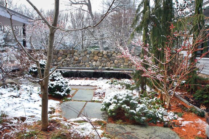 In this entry garden, the horizontal branches of a stout Pinus parviflora ‘Glauca’ contrast with the vertical frame and pendant branches of Chamaecyparis nootkatensis ‘Van den Akker’.