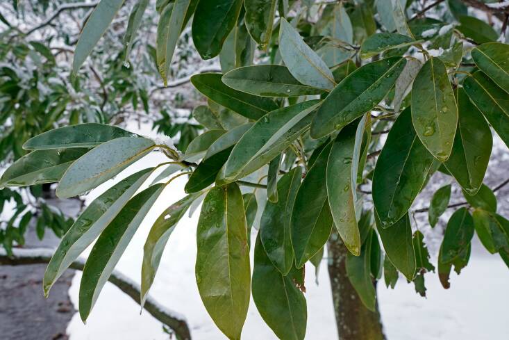 Magnolia virginiana var. australis is well-suited for climates to Zone 5.