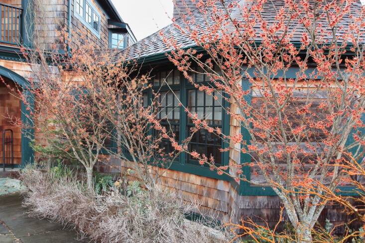 Hamamelis ×intermedia ‘Jelena’, a graft on Parrotia to create an upright tree form. Their copper orange flowers are one of Leach’s all-time favorites.