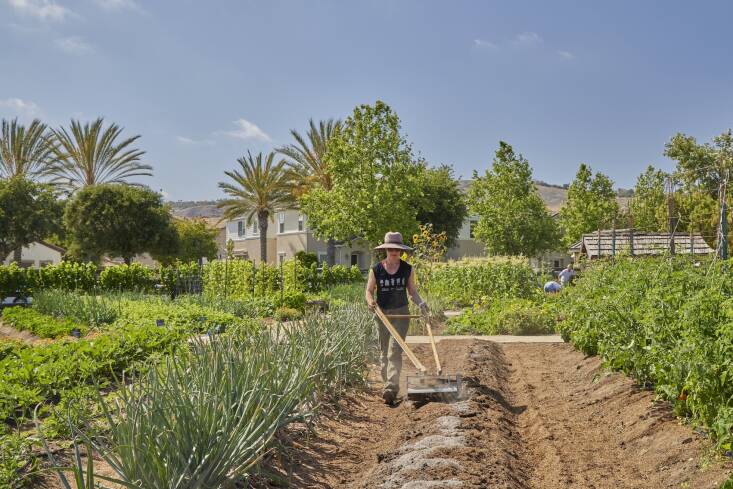 Farmscape tailors the farming program to meet the needs, goals, and budget of each community. Folks who participate in a consistent resident farmer program usually pay a nominal fee, with program funding coming primarily from HOA budgets.