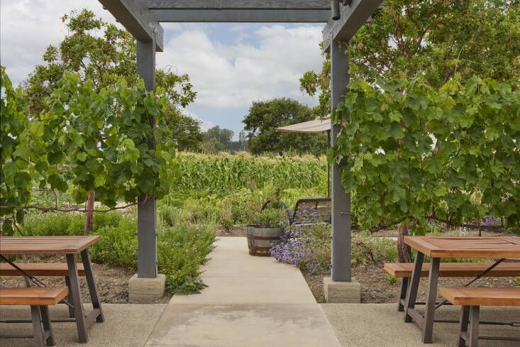 Grape vines grow next to the pergola, under which are multiple picnic tables for outdoor dining and gathering.